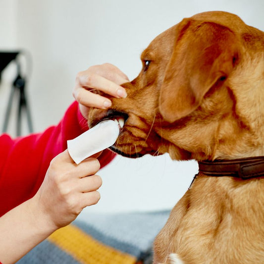 Vet's Best® Clean Teeth Reinigingspads