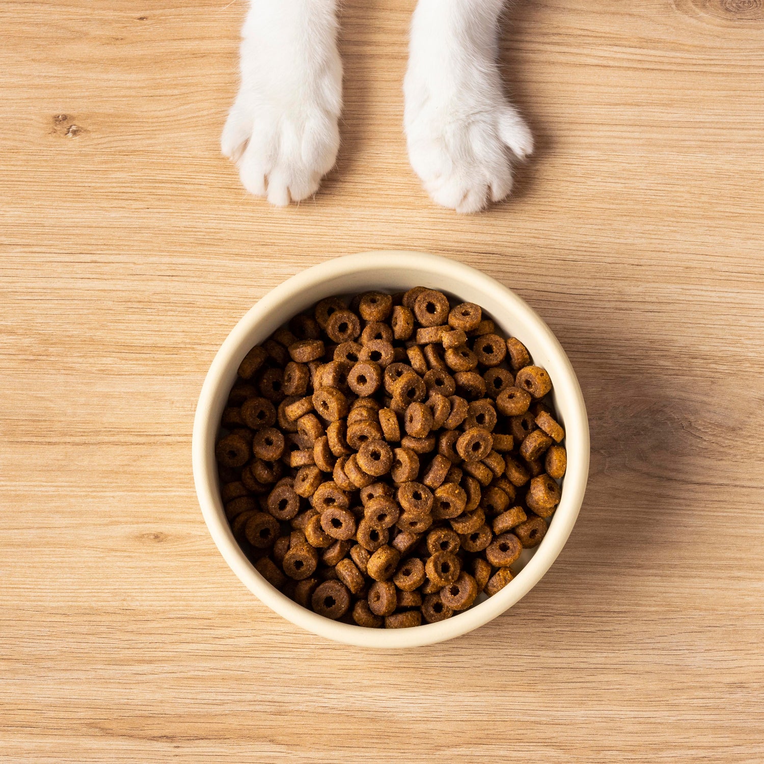 Kattenvoer